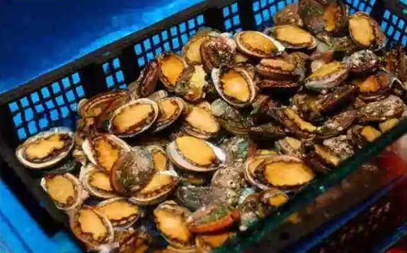 深海800米海鲜自助大丰店,成功签约!