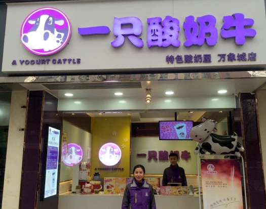 一只酸奶牛加盟开店要求与加盟条件