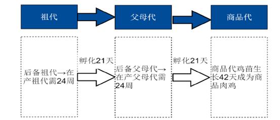 “祖代鸡”到“父母代鸡”再到“商品代鸡”